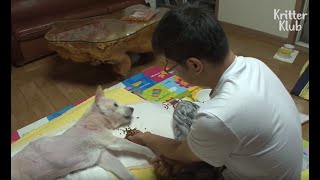 Dog With Disability Can't Do Any Physical Activity Without Help From Owner (Part 1) | Kritter Klub Dog With Disability Can't Do Any Physical Activity Without Help From Owner (Part 1) | Kritter Klub