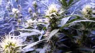 PissDrunx0420 LED Grow: S2:E8 Mars Pro Series LED, ThunderHaze\Dark Dragon Update