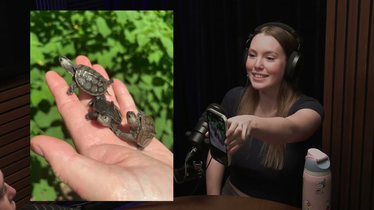 what even is a terrapin? gimme a beat podcast episode 1