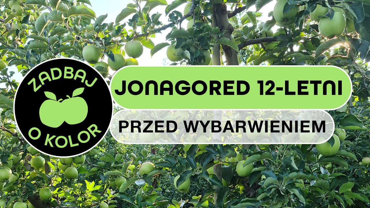 Jonagored 12-letni przed wybarwieniem - Zadbaj o kolor