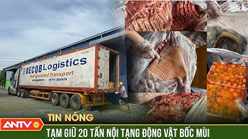 Xe đông lạnh chở hơn 20 tấn nội tạng động vật bị nấm mốc, bốc mùi hôi | ANTV
