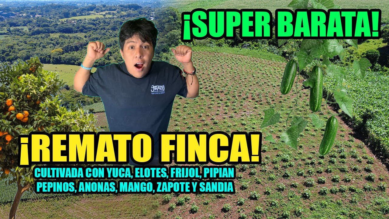 🚨VENDIDA🚨 Finca de terreno cultivada con Yuca, Mango Panades, Pepino, Frijol y Maiz