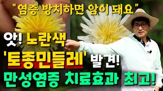 앗! 노란색 토종민들레 발견 만성염증 치료효과 최고