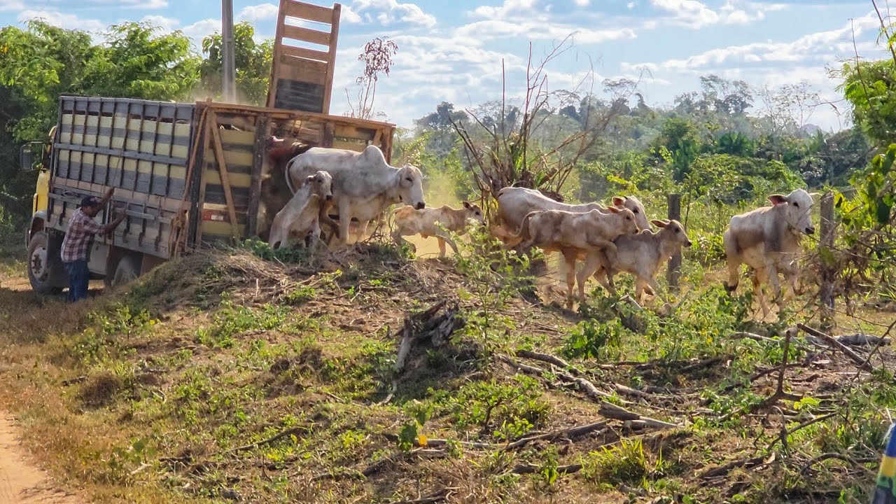 DESEMBARCAMOS MAIS UM LOTE DE GADO NA NOSSA TERRA! Colocar para render 🙌