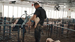 Sorting The Piglets