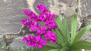 ABC TV | How To Make Paper Flower With Crepe Paper #18 - Craft Tutorial