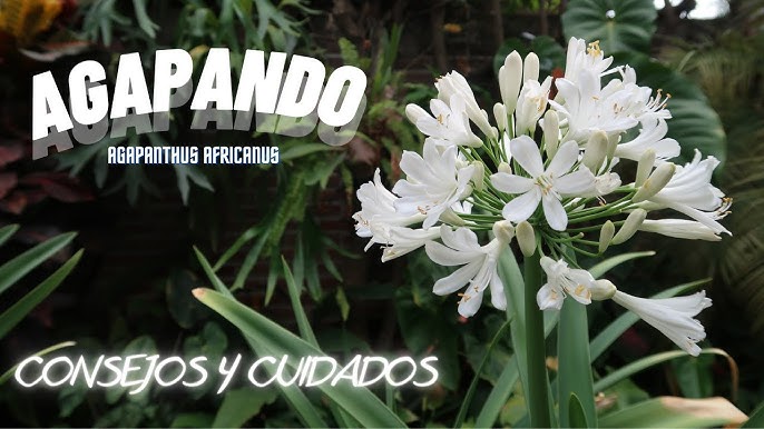 Viveros Prado - Características y cuidados de los Agapanthus - YouTube