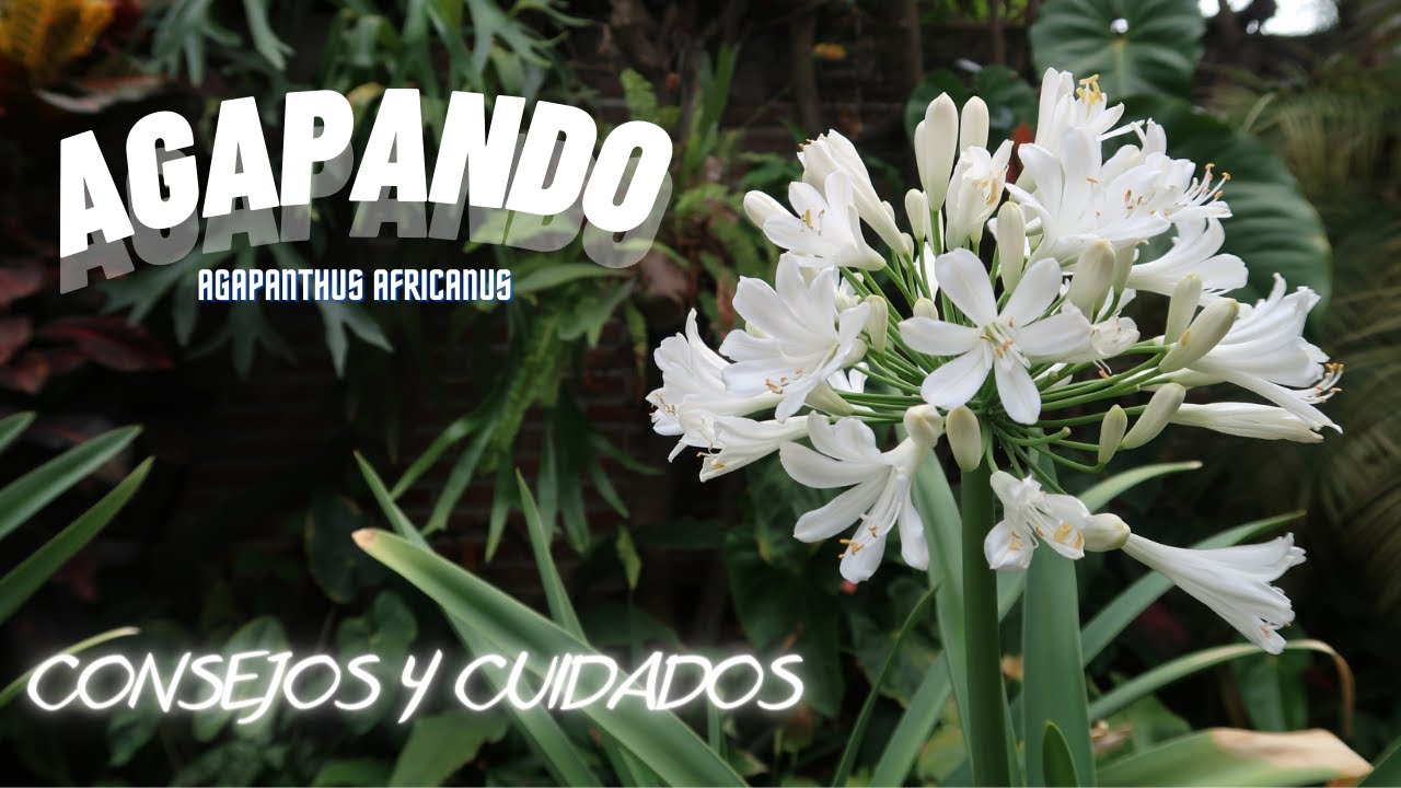 Agapando // lirio africano // Agapanthus africanus Consejos y cuidados -  YouTube