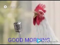 Chicken S Singing Good Morning Song Funny mp3