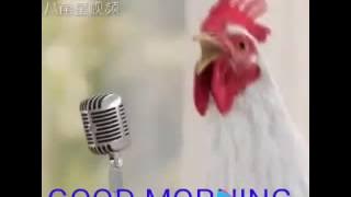 Chicken's singing good morning song funny