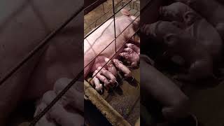 Yanskie Happy Pigs farm.. Mama pig no.3 #pigs #baboy #backyard #farrowing #labor