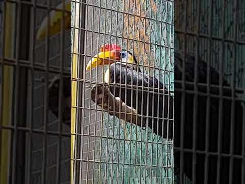 Singapore - Jurong bird park.
