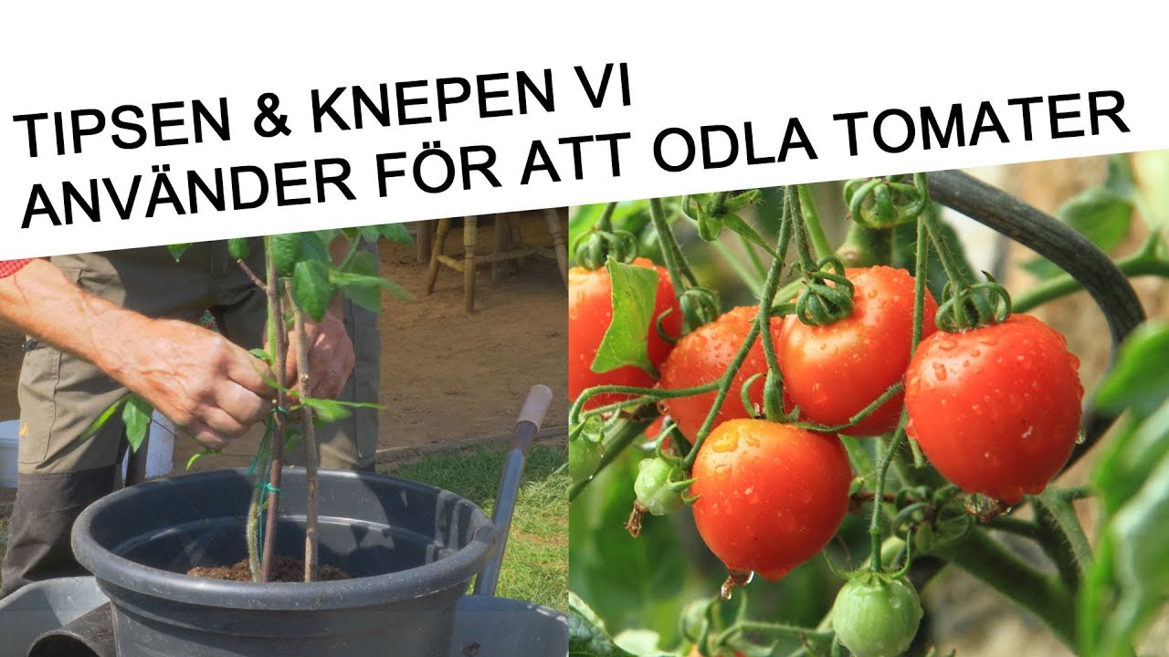 Tips hur du odlar tomater och körsbärstomater 🍅  🌱 för bästa resultat
