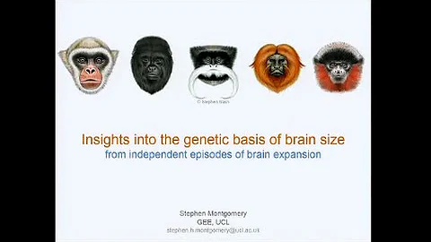 Insights into the genetic basis of brain size - St...
