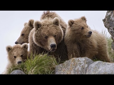 "La Mère et ses Oursons" TERRE DES OURS Extrait du Film