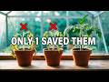 Fix Leggy Seedlings FAST I Tested 3 Methods Only 1 Worked Fix Leggy Seedlings FAST I Tested 3 Methods Only 1 Worked