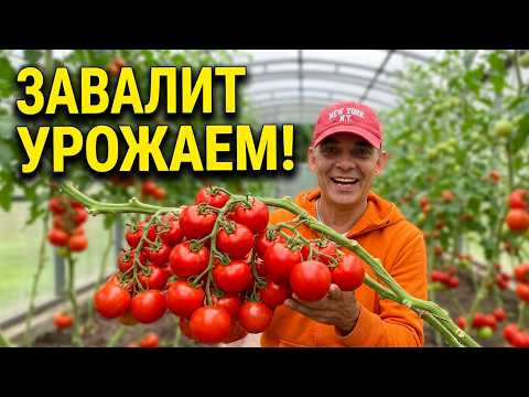 Foliar feeding for TOMATOES to prevent blossom drop, leaf yellowing, stunted growth, and blossom ...