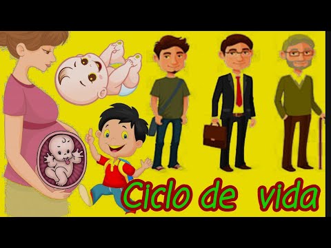 DESARROLLO DEL SER HUMANO#ciclo de vida#