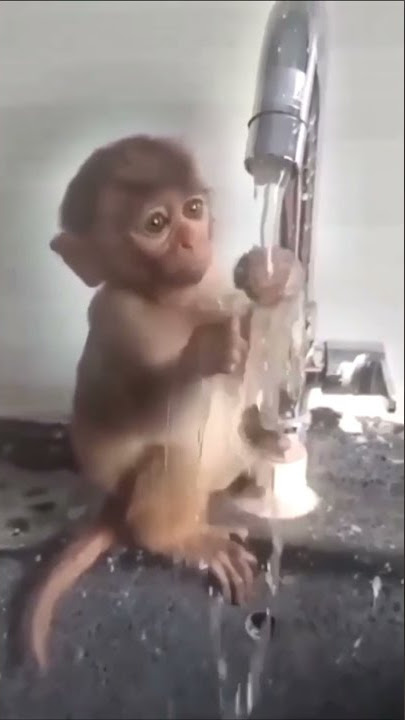 mentahan monyet viral | mentahan jadi monyet viral tiktok dan instagram