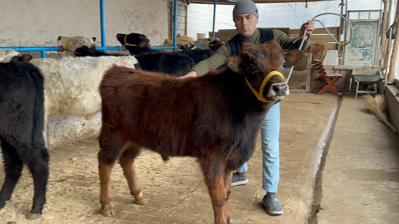 Элёрбек акадан зорлари сотувда тонналик букалар  келажаги  бор албатта 2026.02.26