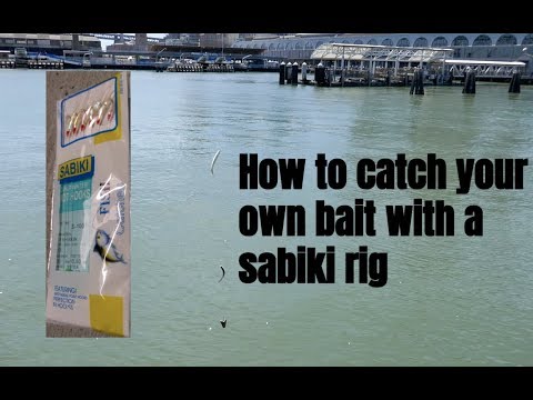 How to use a sabiki rig to get free bait