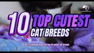 Top 10 Cutest Cats in the World