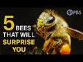 These 5 Bees Are Waaay More Than Honey and Stingers | Deep Look