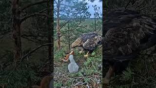 Download Lagu #464P- Review parent and baby birds life in their nest, bird nest with beautiful nature #birdslover MP3 Download Lagu #464P- Review parent and baby birds life in their nest, bird nest with beautiful nature #birdslover MP3