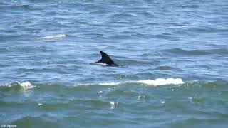 Dolphins 🐬 at Bolsa Chica State Park, California. Được nhìn thấy đàn cá Heo tại bờ biển Bolsa Chica.