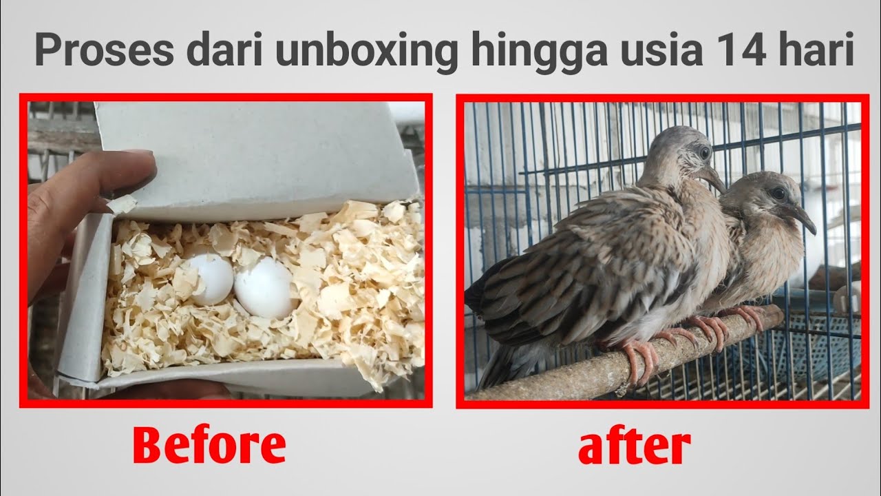 Perubahan telur burung usia 1 hari - 14 hari