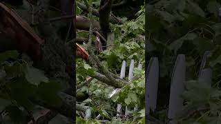 LaPorte continues to clean up after powerful storm leaves behind damage News