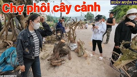 chợ phôi cây cảnh phong vân lục Ngạn BG  nhiều loại cây mang ra chợ