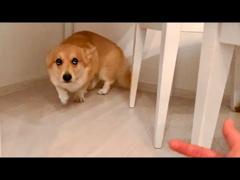 Видео: Собака съела лапу