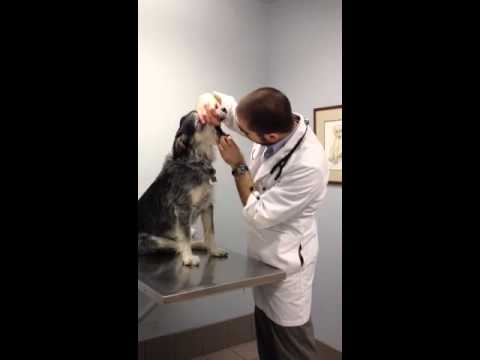 Bellwood Animal Hospital Physical Exam Video