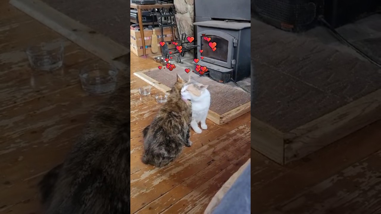 The CUTEST Bonded Colony Cats