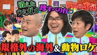 【土佐カンあるある】海外＆動物ロケ裏話ＳＰ～ロッチ中岡＆パンサー尾形＆あばれる君参戦～