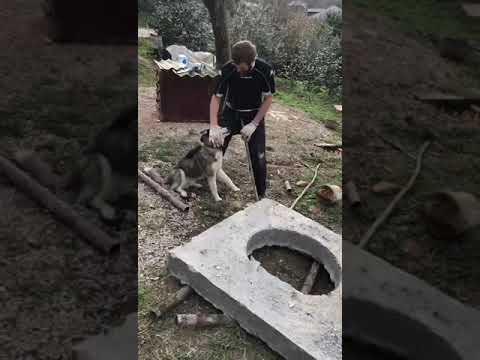 Пёс Байкал помогает толкать крышку😊☺😄😀👍пишите коментарии и ставьте лайки🙂☺🙂 продолжение