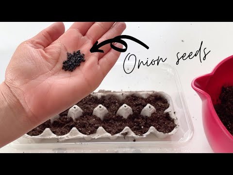 🧅 Starting ONION SEEDS INDOORS in an EGG CARTON!