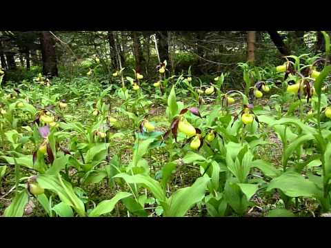 Cypripedium calceolus in Nature 2010