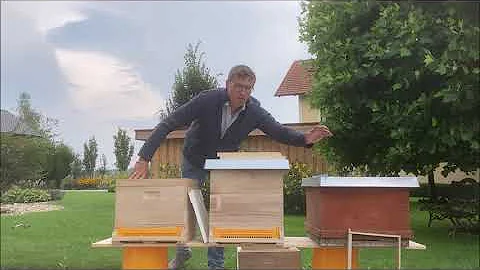 Wie viele Bienenvölker in einer Beute?