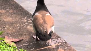 20120414A (九龍公園雀鳥園)