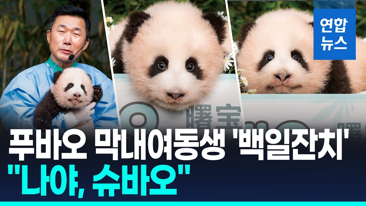 '몸무게 5.5kg' 푸바오 막내 여동생 100일…"내 이름은 슈바오" / 연합뉴스 (Yonhapnews)