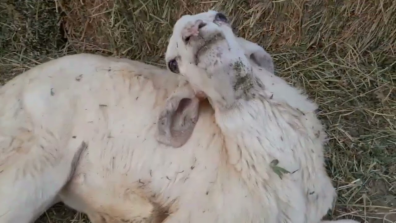 مرض التواء الرقبه او مرض الطير او نقص فيتامين ب اعراضه والعلاج المستخدم