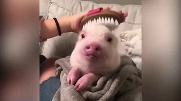 可愛いどうぶつ