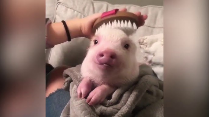 疲れた時にボーっと見たい 癒し動物画像集 Dopey Want To See Healing Animal S Pictures When Tired Youtube 疲れた時にボーっと見たい 癒し動物画像集 Dopey Want To See Healing Animal S Pictures When Tired Youtube