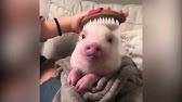 可愛い動物の赤ちゃんトップ11 Youtube 可愛い動物の赤ちゃんトップ11 Youtube