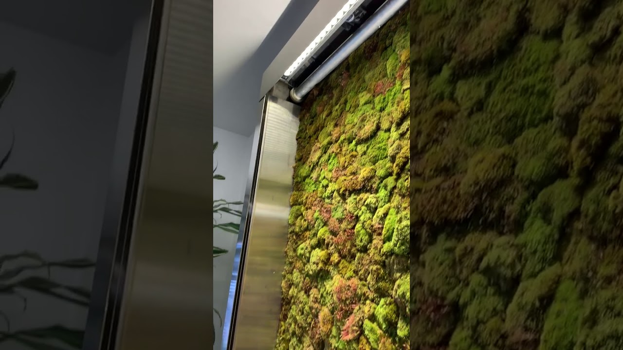 Living Moss Wall Sytstem - Good Earth Plant Company