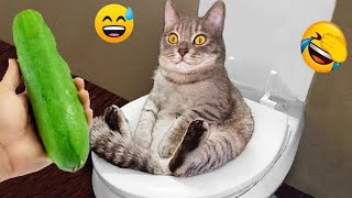 I would die laughing for these FUNNIEST Cats  Funniest Cat Reaction