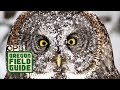 "Ghosts Of The Forest": The Elusive Great Grey Owl