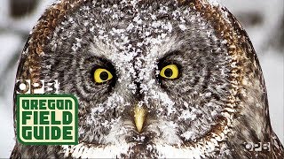 "Ghosts Of The Forest": The Elusive Great Grey Owl